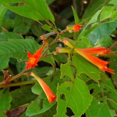 Cuphea appendiculata, photographed by Arthur de Jesús Chavarría Pérez