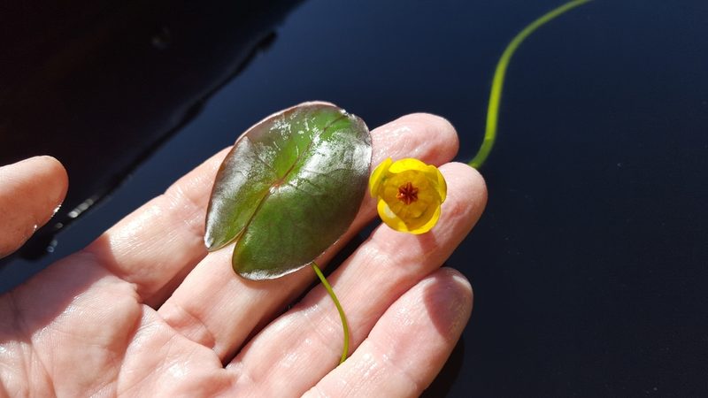 Nuphar microphylla, photographed by Norma Malinowski