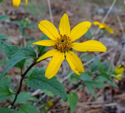 Heliopsis parvifolia, photographed by Andrew Tree