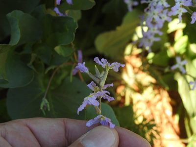 Matthiola longipetala, photographed by Karim Haddad