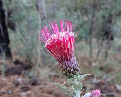 Cirsium arizonicum, photographed by Andrew Tree