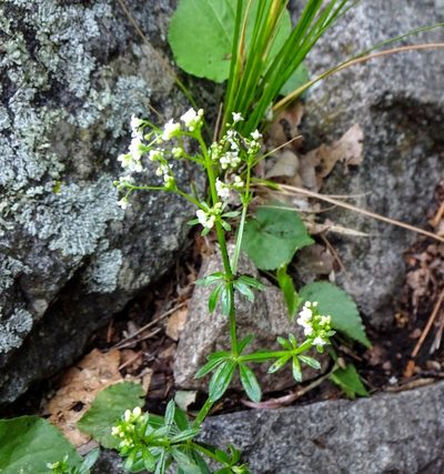 Galium mexicanum, photographed by Andrew Tree