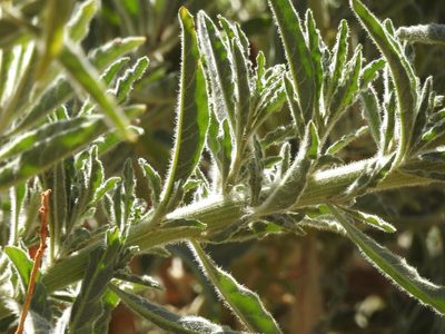 Reseda villosa, photographed by Karim Haddad