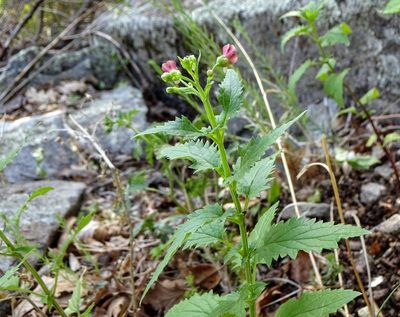 Scrophularia parviflora, photographed by Andrew Tree