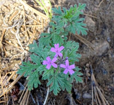 Verbena chiricahensis, photographed by Andrew Tree