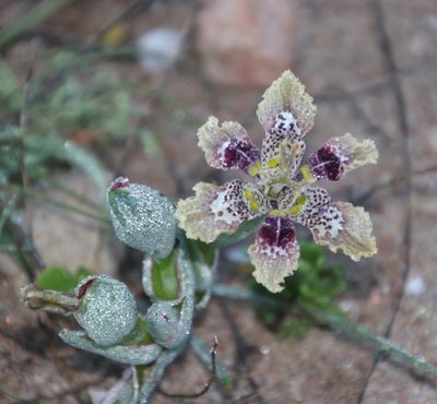 Ferraria densepunctulata, photographed by Tony Rebelo