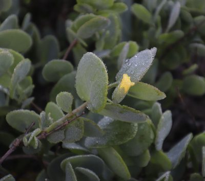 Roepera cordifolia, photographed by Tony Rebelo