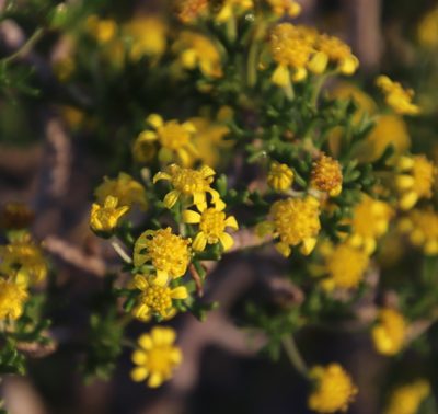 Euryops multifidus, photographed by Tony Rebelo