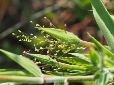 Dichanthelium scoparium, photographed by mefisher