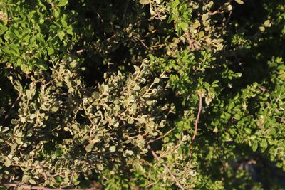 Septulina glauca, photographed by Tony Rebelo