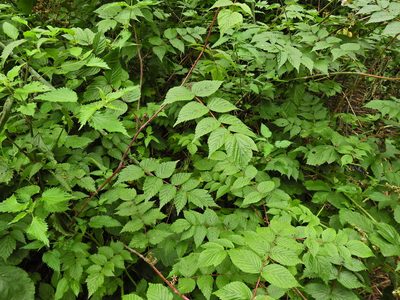 Rubus cockburnianus, photographed by Susan Marley
