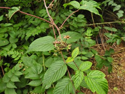 Rubus cockburnianus, photographed by Susan Marley