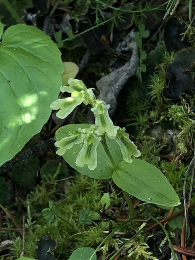 Neottia borealis, photographed by Jared Shorma