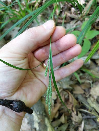 Carex virescens, photographed by Tyler Smith
