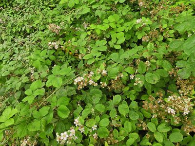Rubus polyanthemus, photographed by Susan Marley