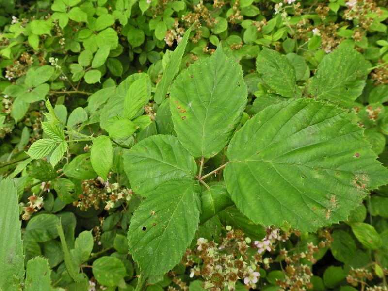 Rubus polyanthemus, photographed by Susan Marley