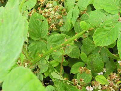 Rubus polyanthemus, photographed by Susan Marley
