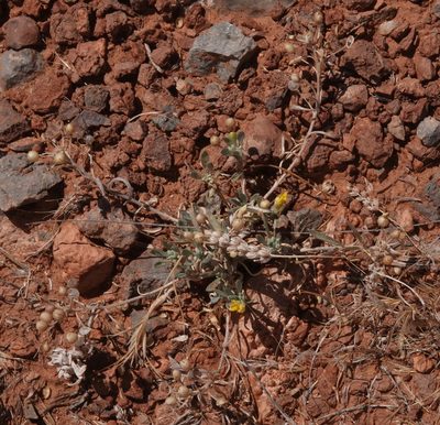 Physaria fendleri, photographed by desertnaturalist