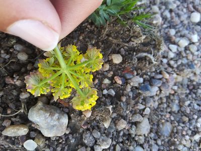 Lomatium cous, photographed by Laura Holloway