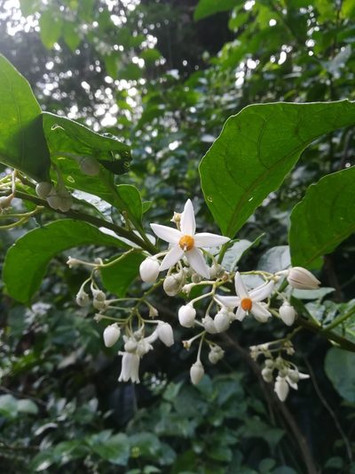 Solanum leucocarpon, photographed by Guillaume Delaitre