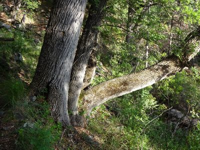 Fraxinus velutina, photographed by Andrew Tree