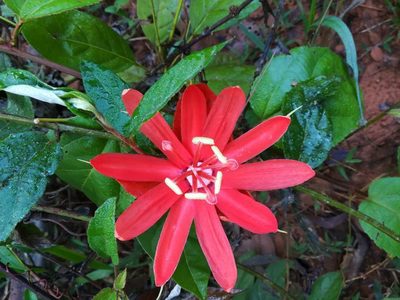 Passiflora coccinea, photographed by Guillaume Delaitre