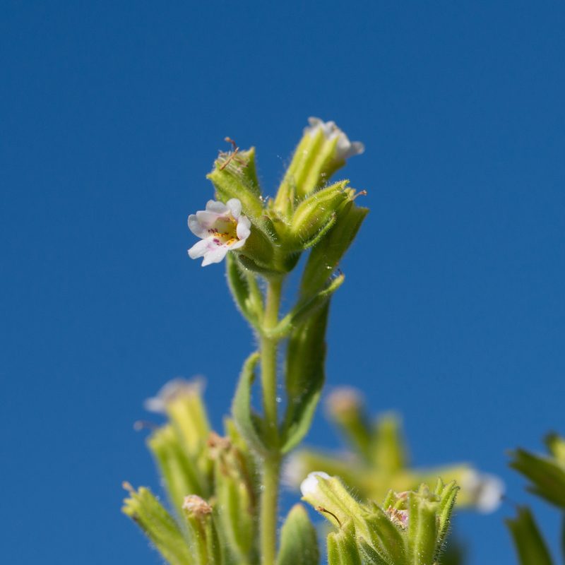 Erythranthe parishii, photographed by Dominic Gentilcore
