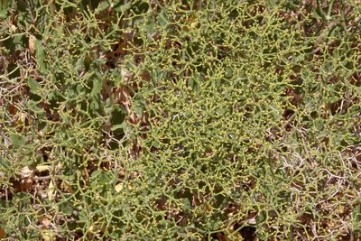 Eriogonum heermannii, photographed by desertnaturalist
