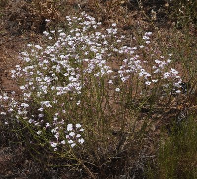 Penstemon ambiguus, photographed by desertnaturalist