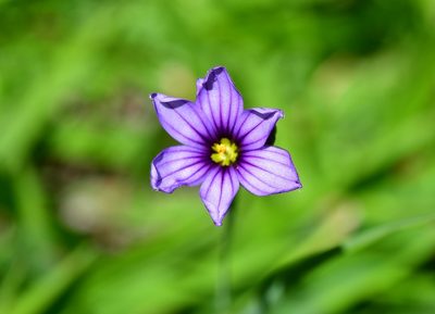 Sisyrinchium scabrum, photographed by Neptalí Ramírez Marcial