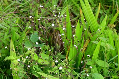 Stevia elatior, photographed by Neptalí Ramírez Marcial