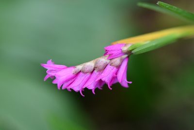 Isochilus latibracteatus, photographed by Neptalí Ramírez Marcial