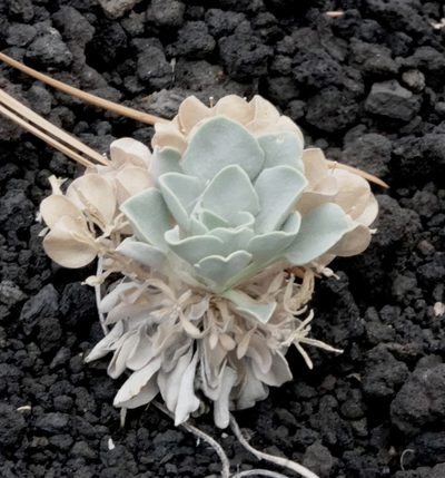 Physaria newberryi, photographed by desertnaturalist