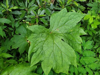 Podophyllum cymosum, photographed by Will Kuhn