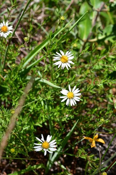 Symphyotrichum bullatum, photographed by Neptalí Ramírez Marcial