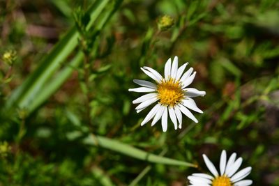 Symphyotrichum bullatum, photographed by Neptalí Ramírez Marcial