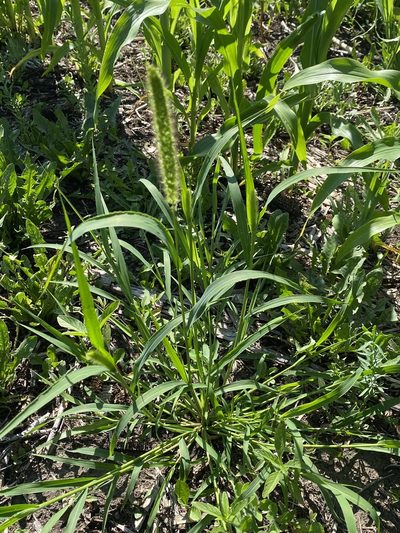 Setaria italica, photographed by Owen McElroy