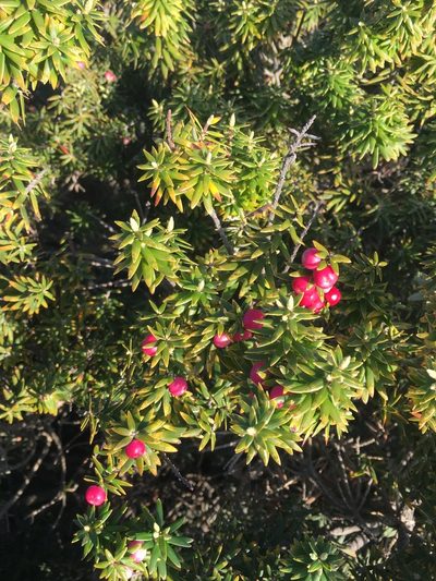 Leptecophylla robusta, photographed by Tim Park