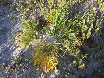 Aciphylla dieffenbachii, photographed by Tim Park