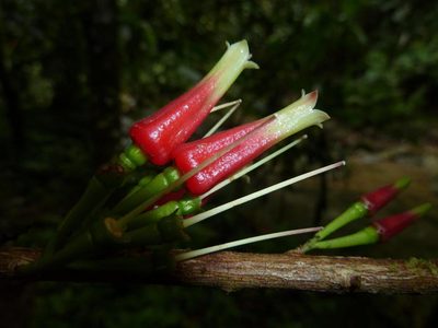 Satyria panurensis, photographed by Eduardo Chacón Madrigal