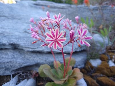Lewisia cotyledon, photographed by Quinn Shemet