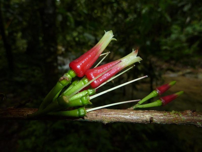 Satyria panurensis, photographed by Eduardo Chacón Madrigal