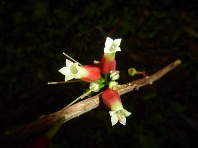 Satyria panurensis, photographed by Eduardo Chacón Madrigal