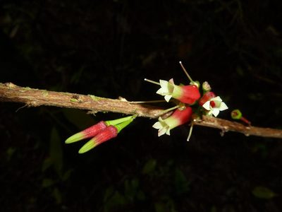 Satyria panurensis, photographed by Eduardo Chacón Madrigal