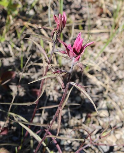 Castilleja raupii, photographed by Suzanne Carriere