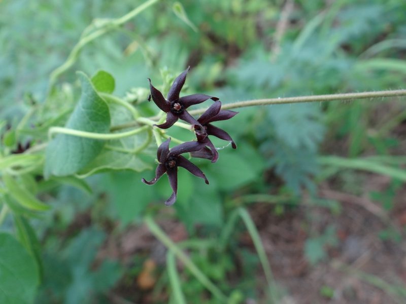 Odontostephana decipiens, photographed by Nathan May