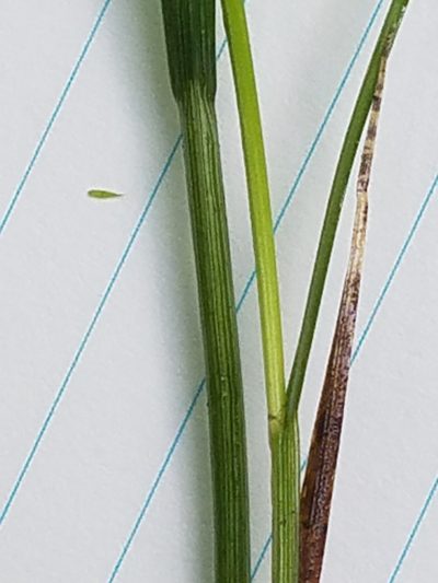 Carex echinodes, photographed by Sarah Johnson