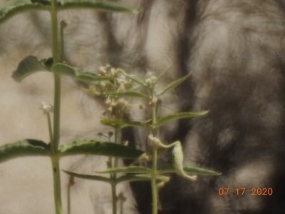 Asclepias erosa, photographed by Diana