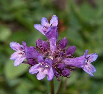 Penstemon rydbergii, photographed by Don Loarie