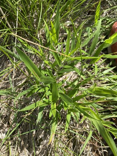 Dichanthelium leibergii, photographed by Owen McElroy